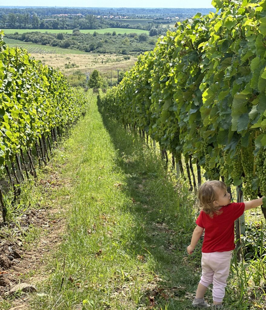 a toddler in the wineyards